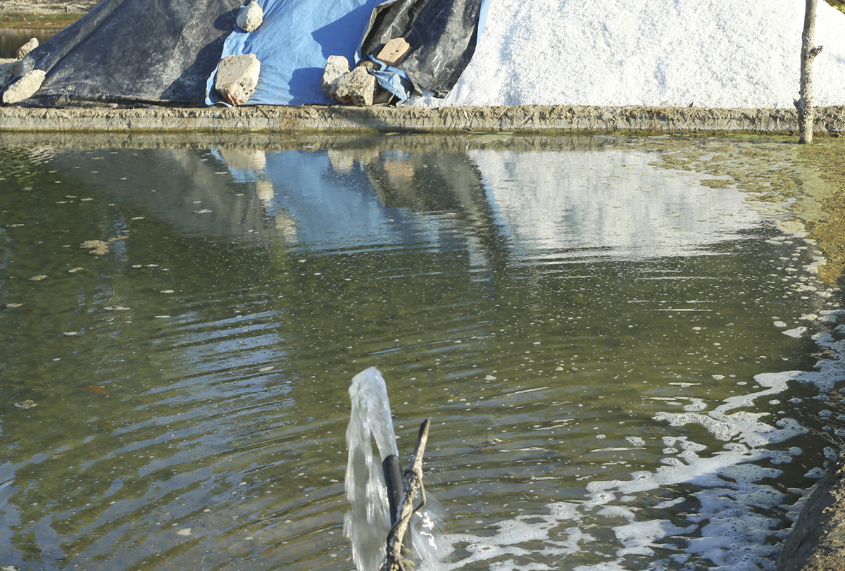 Dẫn nước biển vào ruộng, phơi nắng khoảng 3 ngày là diêm dân thu hoạch được muối.